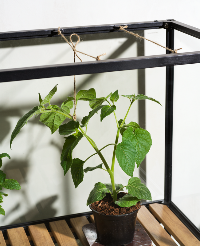 Grower Greens Växtskåp Svart